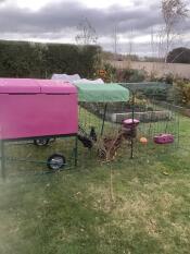 Purple Eglu Cube large chicken coop and run in garden