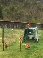 Chickens with Omlet green Eglu Cube large chicken coop and run and Omlet chicken fencing