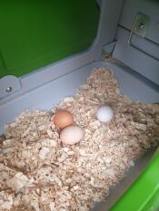 Some eggs inside the Eglu Cube nesting box.