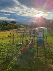 My girls very first day in their new coop! we've since assembled a fence around it, so that they've Got lots of yard to wander around in during the day. they love it!