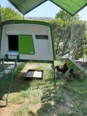 Omlet green Eglu Cube large chicken coop in run