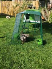 Green Eglu Cube large chicken coop and run with chickens in garden