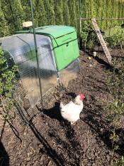 Omlet green Eglu Cube large chicken coop and run with chicken