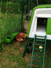 Green Eglu Cube large chicken coop and run in Omlet walk in chicken run