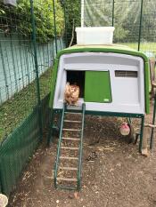 Our new rescue chicken checking out her new home!