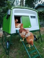 Green Eglu Cube large chicken coop and run with chickens