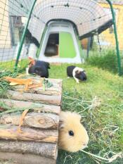 Dinner time for loeka, leo and max