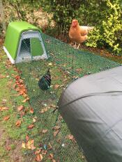 A chicken perched on the run of her coop