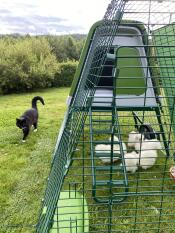 A few small chickens in their run, monitored by a cat outside