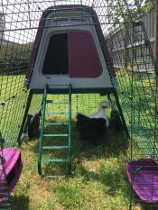 A view from the open door of a run, of a chicken under her coop