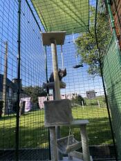 A grey kitten playing on a cat tree, inside his balcony enclosure