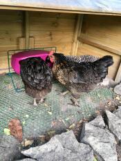 Having this feeder stand is a hit with the girls!