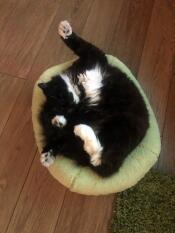 He loves his bed so much, i miss my lap cat! 