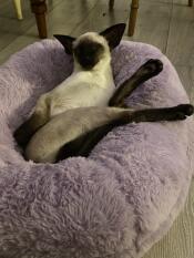 Siamese if you please! 