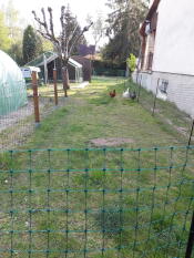Chickens in garden with Omlet chicken fence