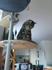 A cat sitting on the shelf of his cat tree