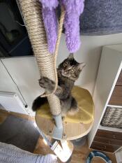 Free style cat tree 