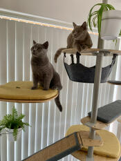 Fudge and teddy adore their cat tree and we love being able interact with them at eye level.