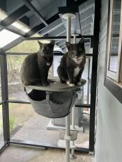 Jalebi and Jamoon on the Hammock Platform