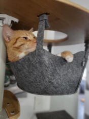 Pumpkin in hammock