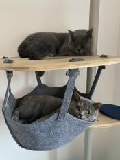 Two grey cats relaxing on their indoor cat tree