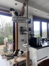 We are very happy with the outdoor climbing pole. it is now in the kitchen until the cats can Go to the run outside. this way we can enjoy the climbing pole all seasons. we will probably expand it in the future.