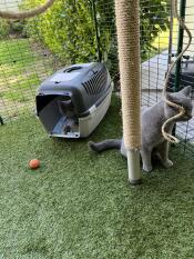 First visit in the outdoor enclosure, later the sisal rope was scratched quite violently