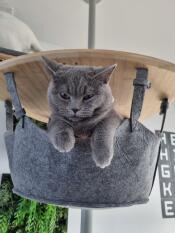 A cat in his hammock, on an indoor cat tree