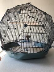 Geo budgie bird cage
