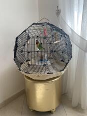 Omlet Geo bird cage with black cage and cream base