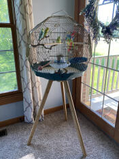 Our parakeets love their new beautiful home!