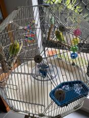 Geo bird cage liners