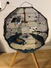 Geo bird cage with door open with black cage, teal base and small legs