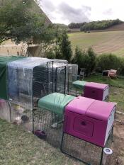 Two Omlet purple Eglu Cube large chicken coops and runs connected to Omlet walk in chicken runs