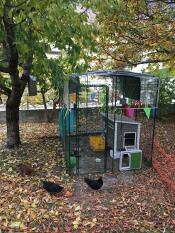 A walk-in run with an automatic coop door attached to it