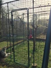 A cat in a walk in run in a garden on a sunny day