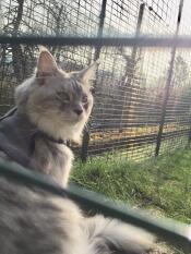 A white and grey cat inside a walk in run in a garden