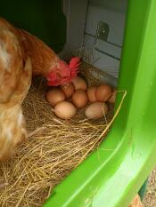 A chicken doing quality control of her eggs in her nest box