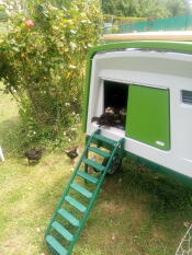 Omlet green Eglu Cube large chicken coop in garden
