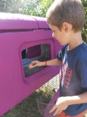 A child picking up eggs from a chicken coop nest box