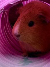 This is one of my guinea pigs in their tunnel