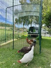 Chickens pecking outside of their walk in run.