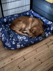 So cosy he doesn't want to get out in the morning