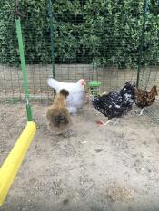 Chickens enjoying their peck toy.