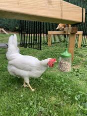 A lovely white chicken pecking a peck toy.