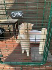 Molly in his Omlet
