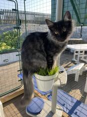 Pot of catnip