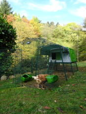Autumn is settling around our chicks and their big Eglu Cube ;-)