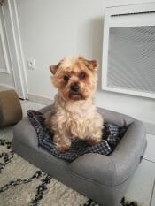 Dog sitting in small Omlet grey memory foam dog bolster bed
