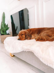 A dog sleeping peacefully on the sheepskin topper of this bed